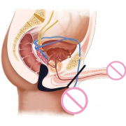 Массажеры простаты